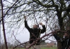 Brůdži naviguje Kerníse řečeného bidlo na jablíčko, které je ze všech nejsladší (jediný na stromě)..  